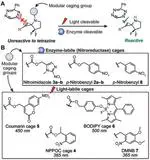 Modular Enzyme- and Light-Based Activation of Cyclopropene-Tetrazine Ligation