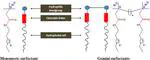 Aggregation Properties of Amide Bearing Cleavable Gemini Surfactants by Small Angle Neutron Scattering and Conductivity Studies