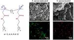 Cleavable Cationic Antibacterial Amphiphiles: Synthesis, Mechanism of Action, and Cytotoxicities