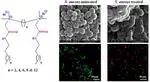 Cleavable Cationic Antibacterial Amphiphiles: Synthesis, Mechanism of Action, and Cytotoxicities