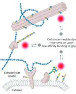 Live imaging of the extracellular matrix with a glycan-binding fluorophore