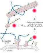Live imaging of the extracellular matrix with a glycan-binding fluorophore