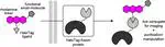 Optimizing multifunctional fluorescent ligands for intracellular labeling