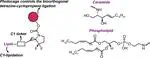 Lipidated Cyclopropenes via a Stable 3-N Spirocyclopropene Scaffold 