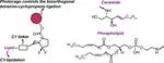 Lipidated Cyclopropenes via a Stable 3-N Spirocyclopropene Scaffold 