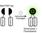 Transforming chemigenetic bimolecular fluorescence complementation systems into chemical dimerizers using chemistry