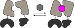Small molecules for genetically encoded control and imaging of protein proximity
